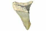 Partial, Fossil Megalodon Tooth - North Carolina #371544-1